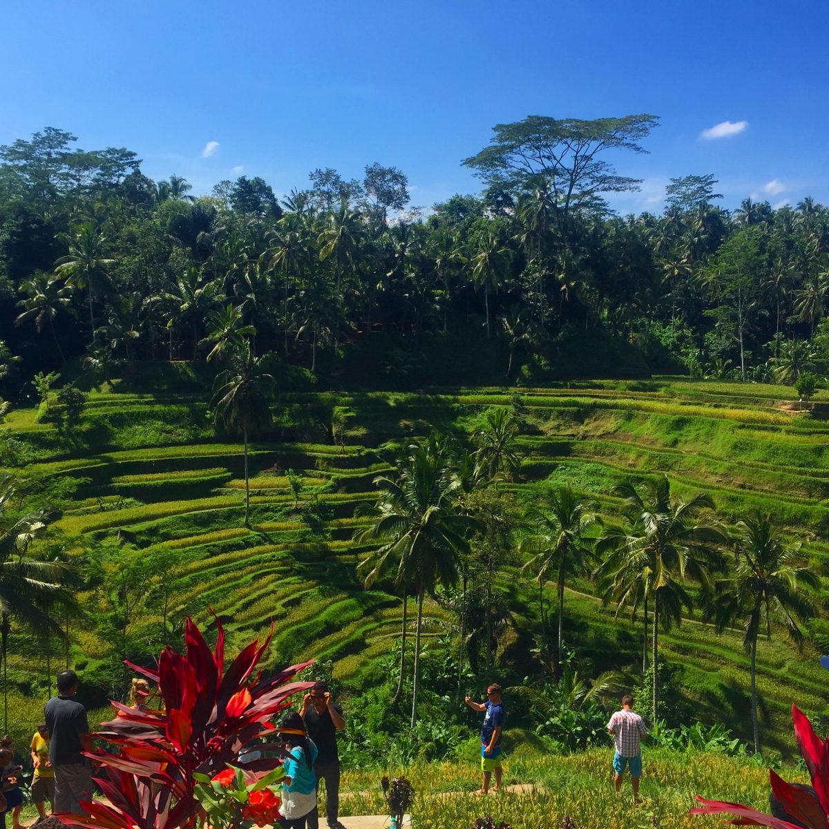 Bali - Rizières de Bali - Les Carnets de Marine - Voyage - Food - Vegan ...