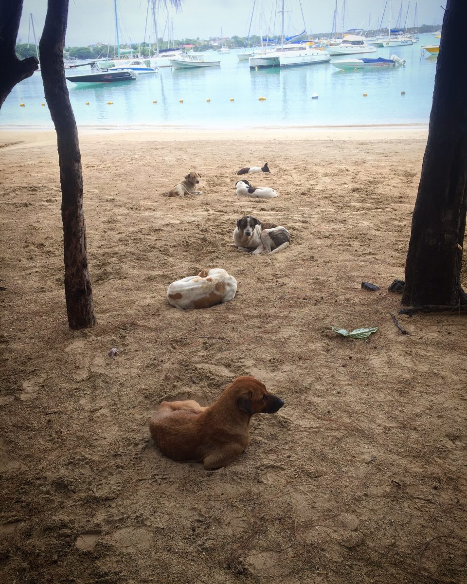 chat rencontre ile maurice